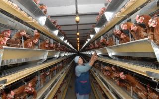 Opening of a poultry farm