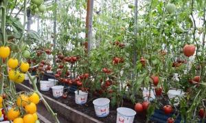 Winter greenhouse as a business: where to start and how to succeed?