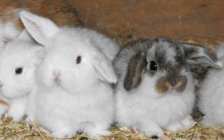 Är kaninuppfödning lönsamt eller inte som ett hemföretag?