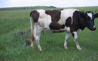 Breeding cows at home as a business