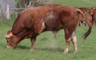 Beef cattle: breeding tips and features