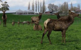 Keeping and breeding deer as a business