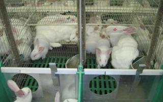Rabbit farm as a business