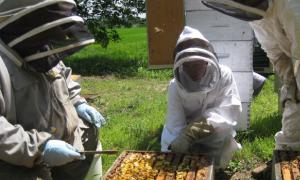 La apicultura como negocio.