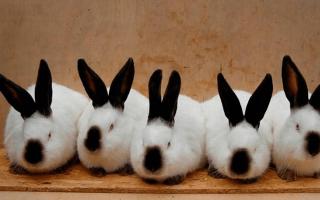 La cría de conejos como negocio: características y perspectivas.