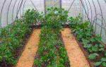 Är det möjligt att plantera gurkor och tomater i samma växthus - hemligheterna med gemensam odling Är det möjligt att odla gurkor tillsammans med tomater