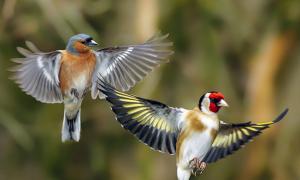 Vanligt namn på guldfink Goldfinch gruppnamn
