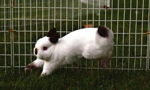 Raising and breeding rabbits
