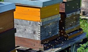 Annual cycle of bee colony care