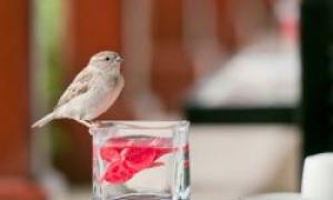 A sparrow flew indoors what to do