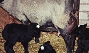 Окот домашней козы: подготовка, роды, осложнения