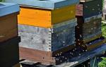 Annual cycle of bee colony care