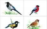 Nombres, descripciones y características de las aves migratorias.