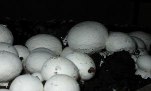 Growing champignons on a personal plot, technology for growing champignons, useful tips