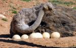 Большой деликатес: страусиное яйцо и его особенности